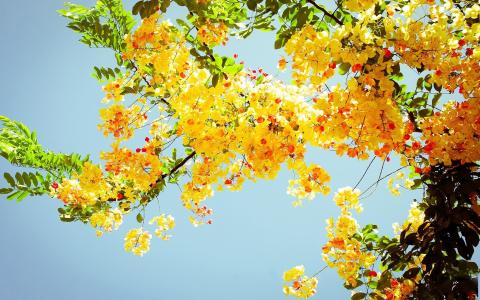 屈明霞CF0YTZSA相关图片 屈明霞CF0YTZSA相关图片