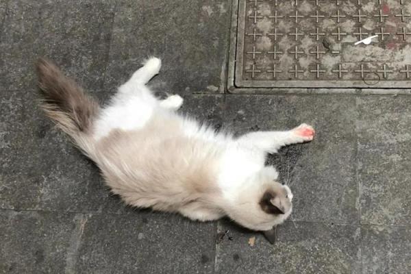 揭秘九条命的动物:猫咪的神秘与魅力 揭秘九条命的动物:猫咪的神秘与魅力