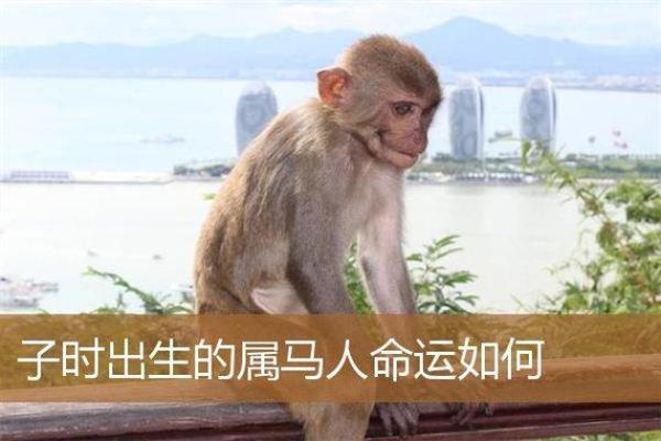 六十八岁属马的命运:走过风雨,迎接辉煌人生! 六十八岁属马的命运:走过风雨,迎接辉煌人生!