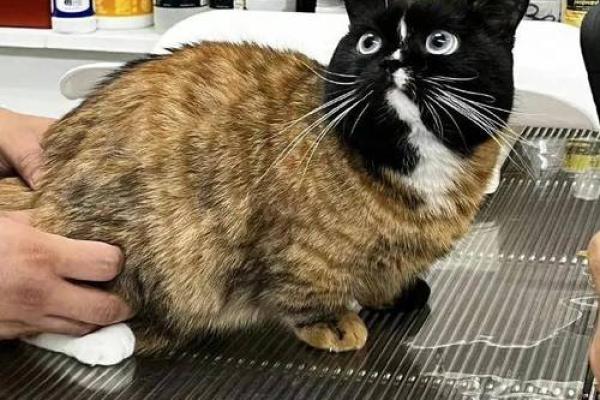 探秘九命怪猫:奇妙而又神秘的猫咪传说 探秘九命怪猫:奇妙而又神秘的猫咪传说