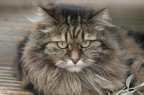 探秘九命怪猫:奇妙而又神秘的猫咪传说 探秘九命怪猫:奇妙而又神秘的猫咪传说