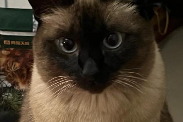 神秘的九条命:猫咪独特寓意与传奇故事 神秘的九条命:猫咪独特寓意与传奇故事