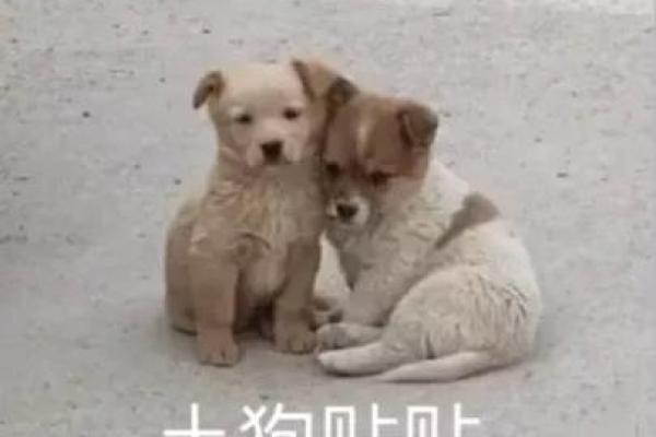 路边土狗命,如何找到最合适的辅助吉物? 路边土狗命,如何找到最合适的辅助吉物?
