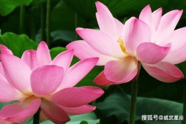 命不由天,属相运势解读:哪一种属相最具潜力? 命不由天,属相运势解读:哪一种属相最具潜力?