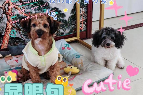六斤半的新生儿命运探析:携带希望与未来的光芒 六斤半的新生儿命运探析:携带希望与未来的光芒