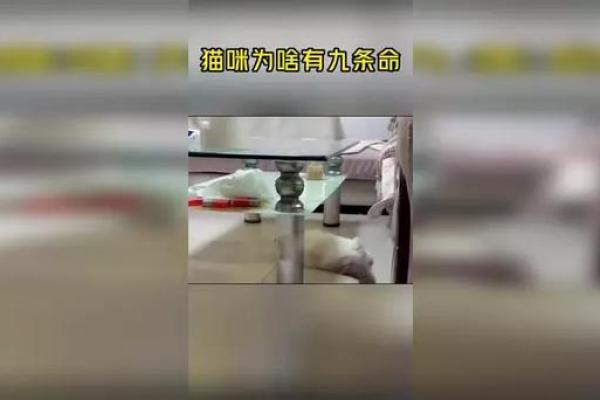 猫为什么有九条命,狗却没有?揭秘猫的传奇与生存技能! 猫为什么有九条命,狗却没有?揭秘猫的传奇与生存技能!