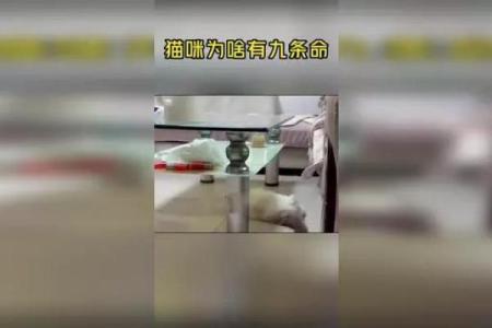 猫为什么有九条命，狗却没有？揭秘猫的传奇与生存技能！