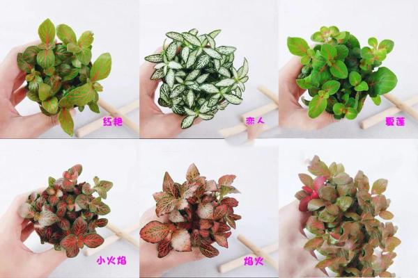 炉中火命人适合的植物选择与养护指南 炉中火命人适合的植物选择与养护指南