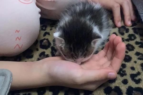 猫的九条命:源自古老传说的谜团与智慧 猫的九条命:源自古老传说的谜团与智慧