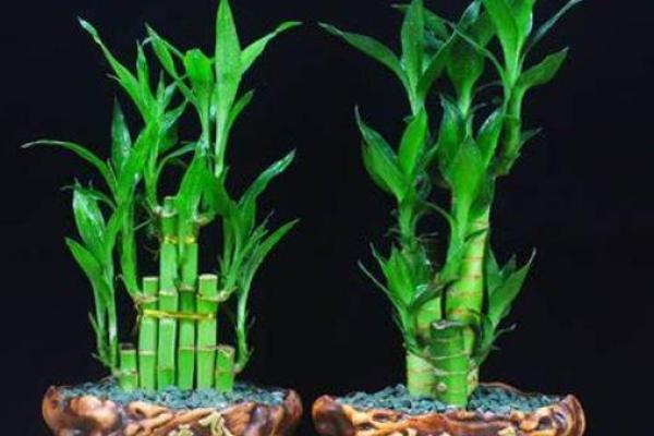 炉中火命人适合养哪些植物来旺财? 炉中火命人适合养哪些植物来旺财?