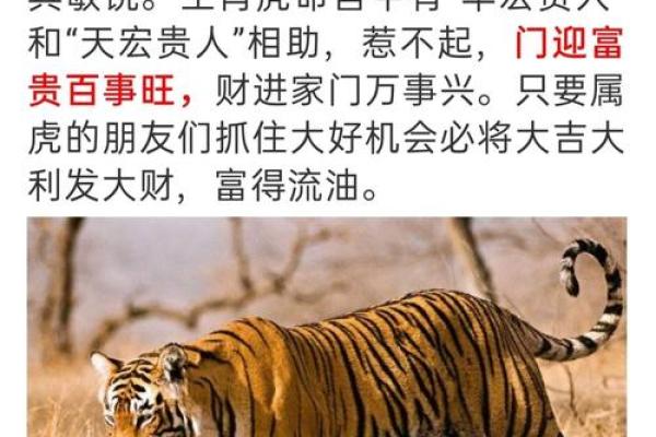 农历八月土虎女:命运与个性的深刻解析 农历八月土虎女:命运与个性的深刻解析