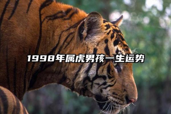 2024年虎年命运分析:揭示生肖虎的神秘与魅力 2024年虎年命运分析:揭示生肖虎的神秘与魅力