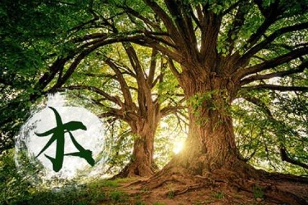 女命木命缺木的隐患与改善策略探讨 女命木命缺木的隐患与改善策略探讨