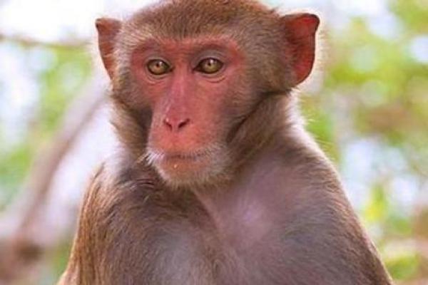 六月出生的男猴:独特命运与豁达人生之道 六月出生的男猴:独特命运与豁达人生之道