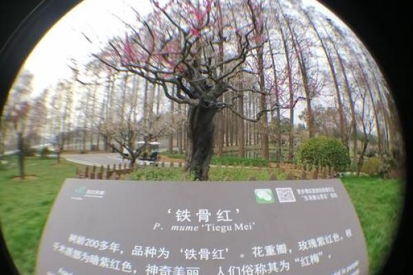 揭秘男命白虎守妻的深层意义与传统文化解读 揭秘男命白虎守妻的深层意义与传统文化解读
