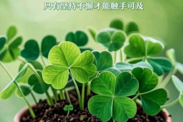 农历4月19日出生的人 生命中的星辰与命运之美 农历4月19日出生的人 生命中的星辰与命运之美