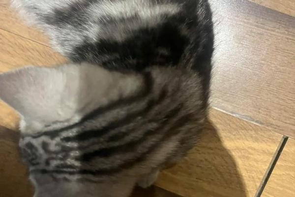 猫有九条命,生肖中哪个动物最神秘? 猫有九条命,生肖中哪个动物最神秘?