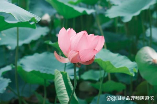 女命七杀当头:探寻命理中的独特魅力与挑战 女命七杀当头:探寻命理中的独特魅力与挑战
