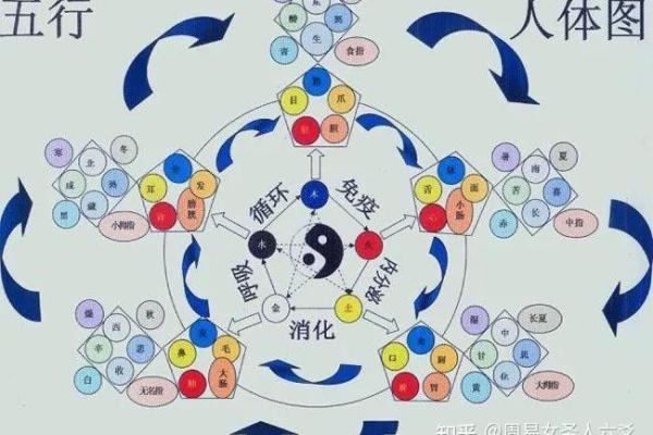 六爻命曜解读:揭示生肖与命理之间的神秘联系 六爻命曜解读:揭示生肖与命理之间的神秘联系