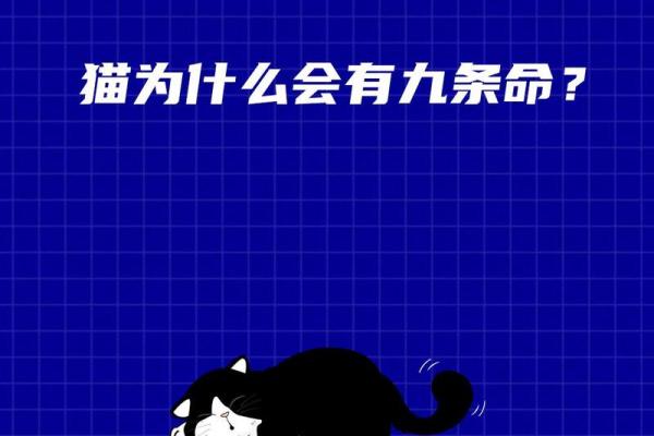 猫的九条命:传说背后的秘密与魅力探索 猫的九条命:传说背后的秘密与魅力探索