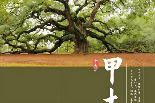 2024年:五行中的甲木命与我们的生活启示 2024年:五行中的甲木命与我们的生活启示