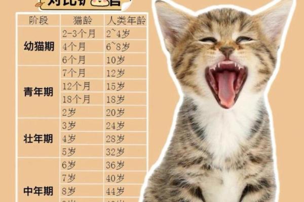 猫受伤时为何要救人类的生命?这些故事告诉你真相! 猫受伤时为何要救人类的生命?这些故事告诉你真相!
