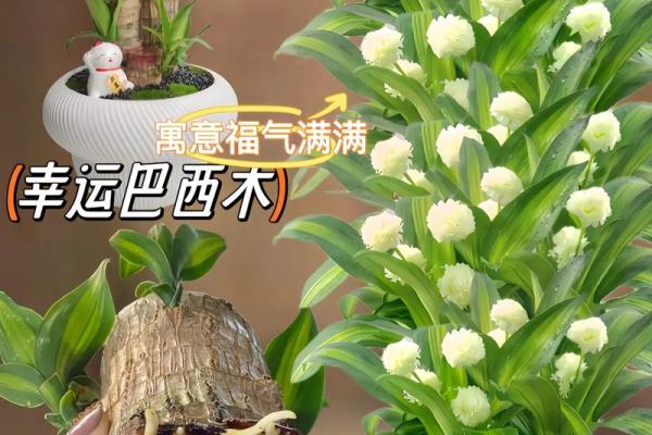 命里喜木的人适合养什么植物,助你增运招财! 命里喜木的人适合养什么植物,助你增运招财!