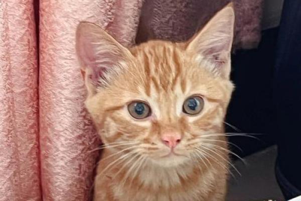 猫还有半条命:猫咪的生存智慧与生活哲学 猫还有半条命:猫咪的生存智慧与生活哲学