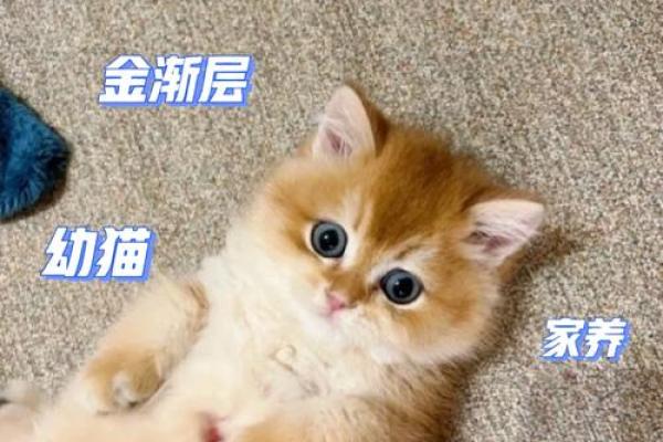 猫的五行命理揭示:你家的猫究竟属什么命? 猫的五行命理揭示:你家的猫究竟属什么命?