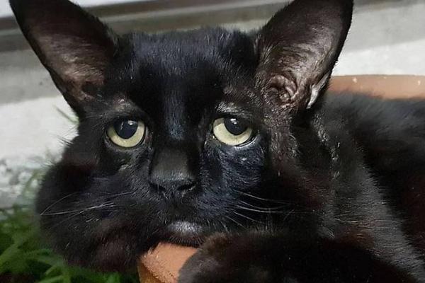 猫为什么会有九条命?探寻猫咪的神秘传说与生存智慧 猫为什么会有九条命?探寻猫咪的神秘传说与生存智慧