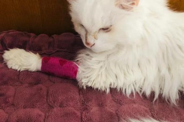 猫咪的九条命:神秘而迷人的生命之旅 猫咪的九条命:神秘而迷人的生命之旅