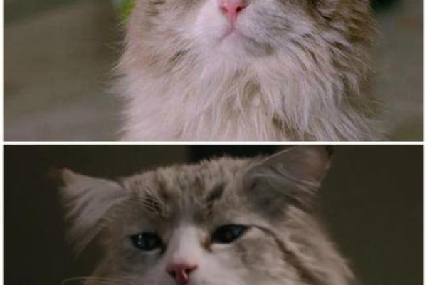 探索《九条命里的猫》:揭秘猫一般不为人知的秘密与魅力 探索《九条命里的猫》:揭秘猫一般不为人知的秘密与魅力