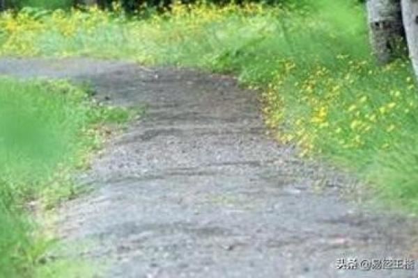 路旁土的神奇用途与价值探秘 路旁土的神奇用途与价值探秘