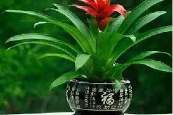 炉中火命人养什么植物能旺财?教你如何选择! 炉中火命人养什么植物能旺财?教你如何选择!