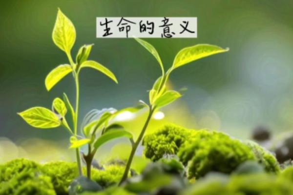 没什么好送,就送你一条命:生命的珍贵与意义 没什么好送,就送你一条命:生命的珍贵与意义