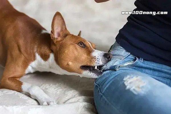 命带什么的人容易被狗咬?探索命理与宠物行为的关系 命带什么的人容易被狗咬?探索命理与宠物行为的关系