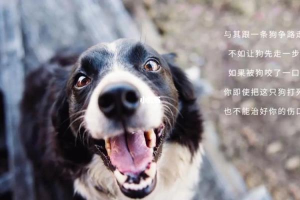 命带什么的人容易被狗咬?探索命理与宠物行为的关系 命带什么的人容易被狗咬?探索命理与宠物行为的关系