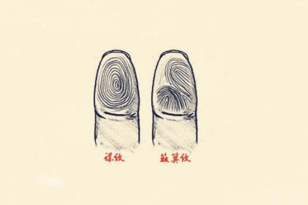 女人8个螺纹是什么命?揭秘命运背后的秘密! 女人8个螺纹是什么命?揭秘命运背后的秘密!
