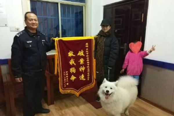 梦见狗狗救我命:解析梦境背后的深意与启示 梦见狗狗救我命:解析梦境背后的深意与启示