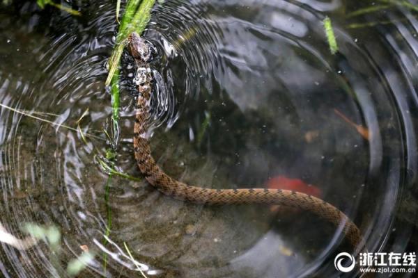 男水蛇之命:探寻水蛇命格的秘密与人生智慧 男水蛇之命:探寻水蛇命格的秘密与人生智慧