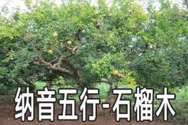 木命女人的命理合作:天生搭档与互补关系解析 木命女人的命理合作:天生搭档与互补关系解析