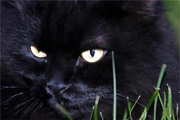 神秘的猫:为什么它们被称为拥有九条命? 神秘的猫:为什么它们被称为拥有九条命?