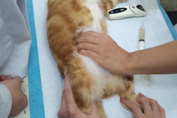 猫咪为何被传有九条命?浅析这一迷人传说背后的奥秘 猫咪为何被传有九条命?浅析这一迷人传说背后的奥秘
