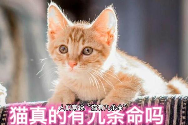 猫咪为何被传有九条命?浅析这一迷人传说背后的奥秘 猫咪为何被传有九条命?浅析这一迷人传说背后的奥秘
