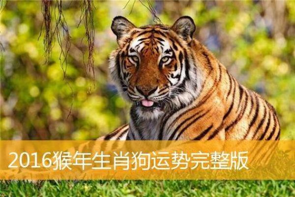 命不由天,这些生肖动物的传奇故事与启示 命不由天,这些生肖动物的传奇故事与启示