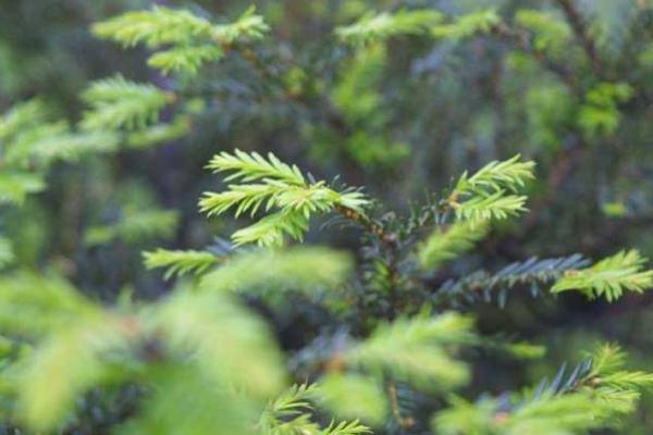 木命之人大门颜色:开启生机的秘密之道 木命之人大门颜色:开启生机的秘密之道