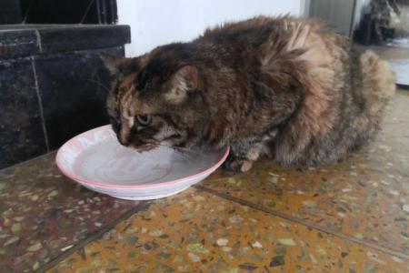揭秘猫咪的传说：关于九条命的奇妙故事与科学解析