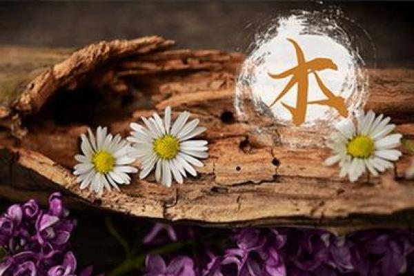 木命女性最佳婚配攻略:适合她的命理搭档与幸福之道 木命女性最佳婚配攻略:适合她的命理搭档与幸福之道