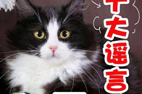 猫为什么有九条命而狗没有?探秘动物神话与真实生存技巧 猫为什么有九条命而狗没有?探秘动物神话与真实生存技巧