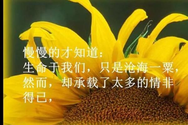命比黄铜粗,人生哲理的深邃思考与心灵启迪 命比黄铜粗,人生哲理的深邃思考与心灵启迪